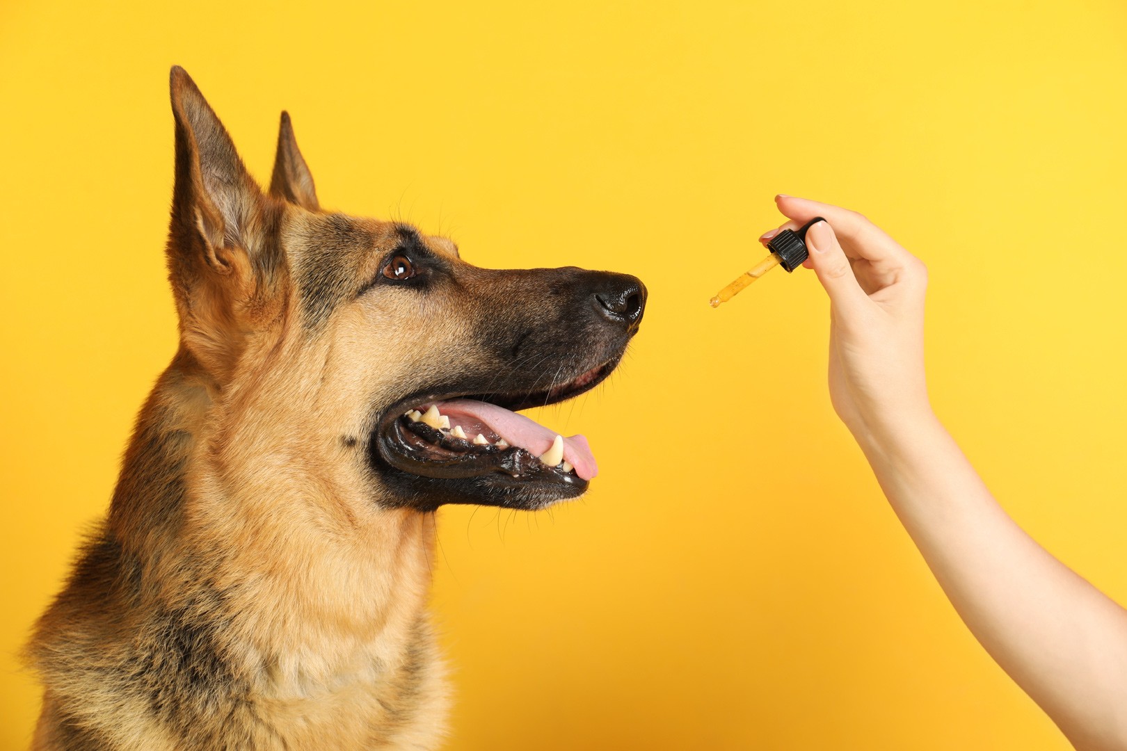 CBD Treats for Dogs: A Natural Way to Boost Your Pet’s Health