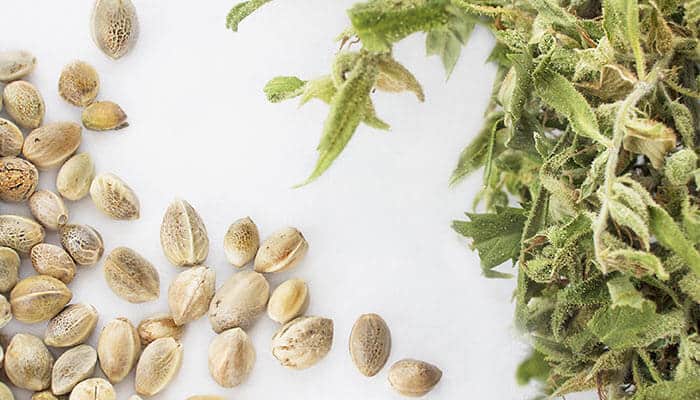 From Seed to Sensation: Transform Your Garden with Cannabis