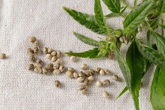 cannabis seeds
